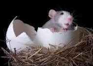 Rodent Control